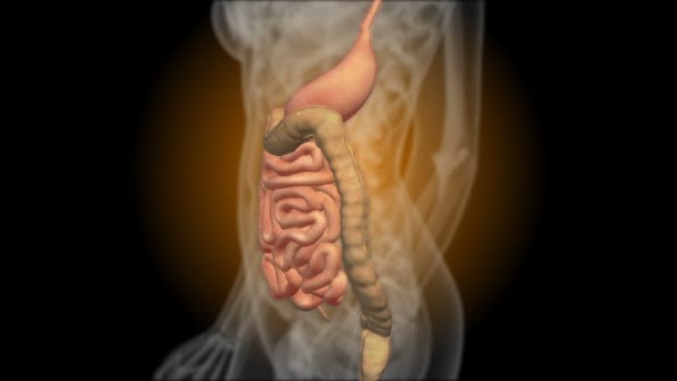 Röntgen des Magen-Darm-Traktes. Röntgenaufnahme des Magens — Stockvideo