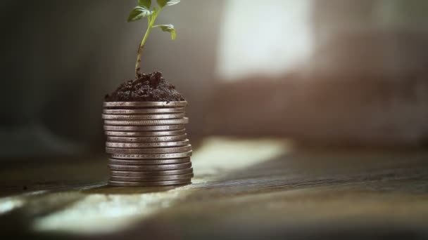 Wyrastają z monet. Koncepcja zwiększenia wzrostu pieniądza. — Wideo stockowe