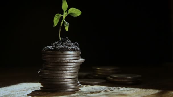 Sprout de moedas. Conceito de crescimento monetário . — Vídeo de Stock