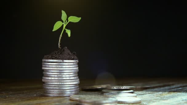 Bimba érmék. Pénz növekedési növekedés fogalma. — Stock videók