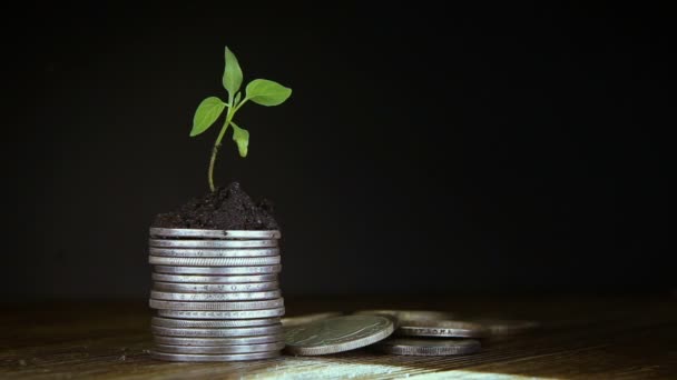 Bimba érmék. Pénz növekedési növekedés fogalma. — Stock videók