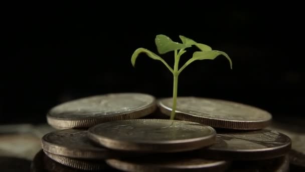 Van een handjevol munten groeit de plant, het concept van welzijn op het groeiende. — Stockvideo