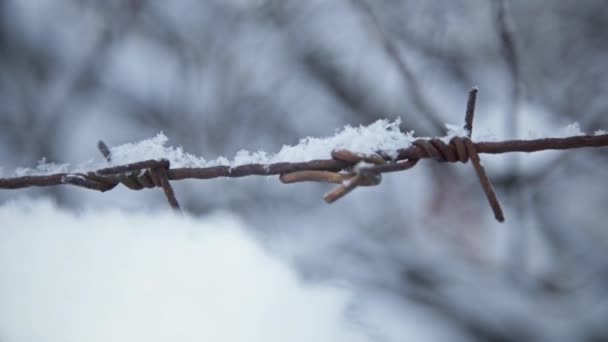 Stacheldraht Schnee Winter — Stockvideo