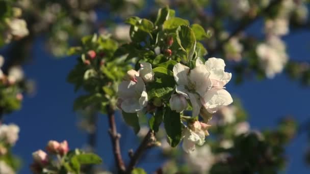 Flor de árvore de frutas de maçã crescendo e florescendo em um fundo azul escuro — Vídeo de Stock