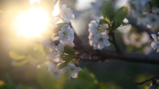 Weiße Blumen blühen auf den Zweigen des Zwetschgenbaums — Stockvideo