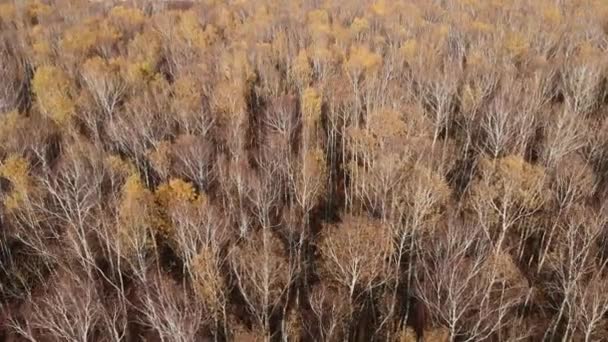 Drohnenflug über Fallwald. Herbstlaub und Bäume. Trüber Herbst — Stockvideo
