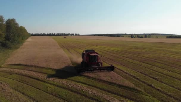 夏の小麦の収穫。作業用ライ麦の収穫機は、金の麦畑で機械を組み合わせます。黄金の小麦畑でライ麦のトウモロコシ収穫。農業風景熟した小麦の収穫 — ストック動画