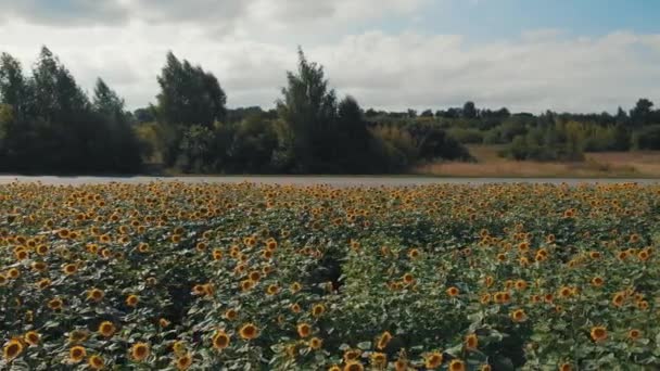 Aerial view: flying along the road with driving cars and trucks near sunflowers field on sunset summer time. Sunflower field sunny day. Aerial view flowering sunflowers — 비디오