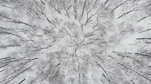 Vuelo aéreo de aviones no tripulados sobre árboles cubiertos de nieve en Woodland en invierno. Imágenes aéreas 4K — Vídeo de stock