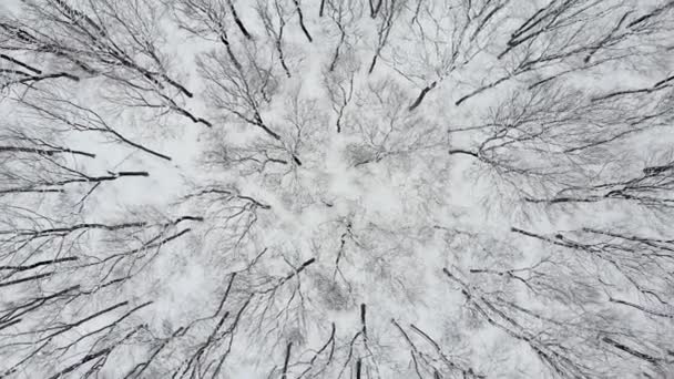 Vol aérien de haut en bas d'un drone au-dessus d'arbres enneigés à Woodland en hiver. Images Aériennes 4K — Video