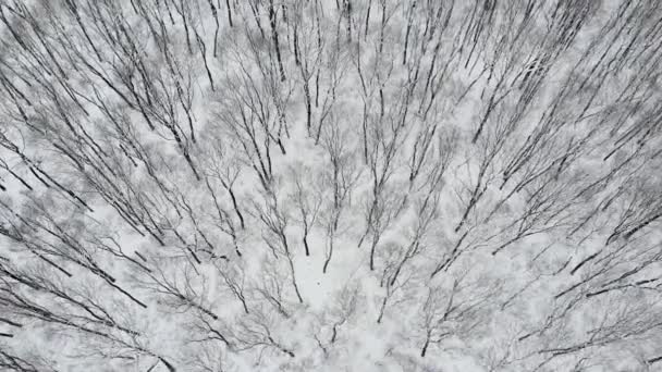 Letecký let shora dolů dronem nad zasněženými stromy v lese v zimě. Letecký záznam 4k — Stock video