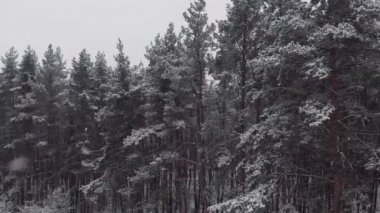Karlı köknar, çam ağaçları üzerinde nefes kesici bir kar yağışı. Kış zamanı, manzara manzarası. Peri Masalı Ormanı, donmuş vahşi doğa