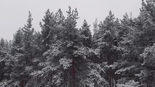 Breathtaking fly in calm snowfall over snowy fir, pine trees. Winter time, scenic landscape. Fairy tale forest, frozen wild nature — Stock Video