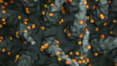 Daha önce 2019-nCoV olarak bilinen Roman Coronavirus SARS-CoV-2 'nin sanal temsili, Coronavirus Hastalığı COVID-19' un nedensel patojeni.