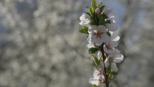 开着春天花朵的樱桃树枝条.一棵美丽的枝条,开着樱花.一只嗡嗡作响的蜜蜂正在欣赏那美丽的粉色风景.白色的。春花。樱桃。背景. — 图库视频影像