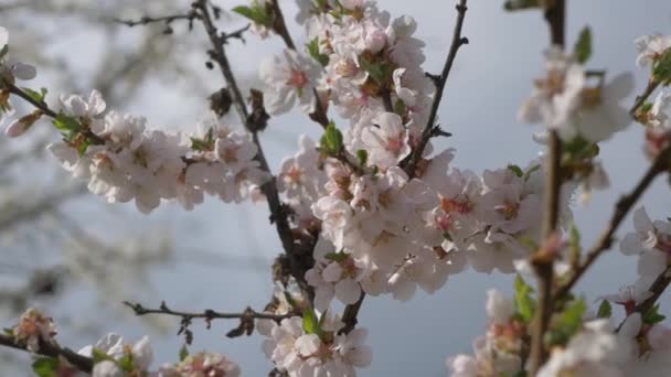 Вишневая ветвь с цветами весной цветут. Красивая ветка дерева с цветущей вишней. Жужжащая пчела наслаждается прекрасным розовым пейзажем. Белый. Весенние цветы. Черри. Фон . — стоковое видео
