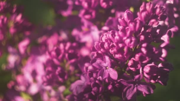 ライラックの花の束の背景。美しいオープニングバイオレットライラックの花イースターのデザインの閉鎖。美容香りの小さな花を閉じるを開きます。自然開花花を背景に. — ストック動画