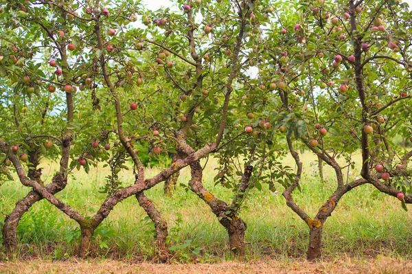 Фруктовий сад яблуні — стокове фото