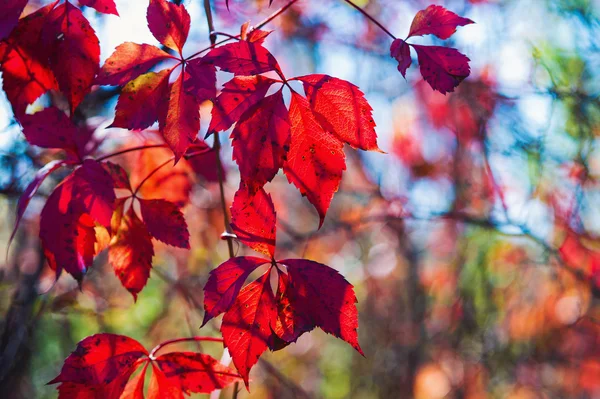 Herfst kleuren van rode Virginia klimplant bladeren — Stockfoto