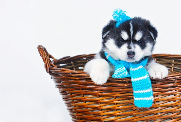 Hochgezüchteter entzückender sibirischer Husky — Stockfoto