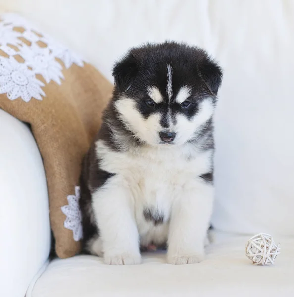 Alto allevato adorabile cucciolo Siberiano Husky — Foto Stock