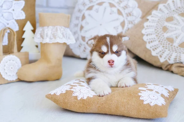 Wysokiej krwi śliczny szczeniak Husky syberyjski — Zdjęcie stockowe