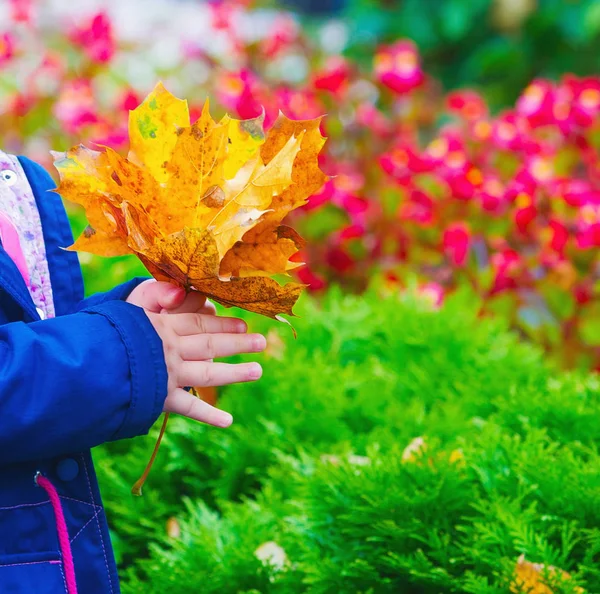 Mãos de criança segurando folhas de outono — Fotografia de Stock