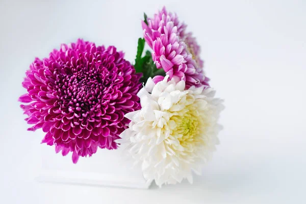 Belle nature morte avec des marguerites roses et blanches — Photo