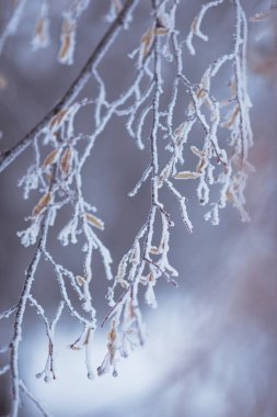 Kış Doğa ayrıntıları