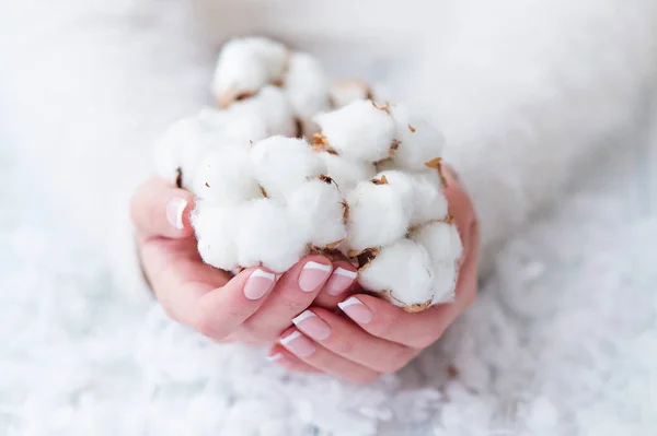 Manucure française et délicate fleur de coton blanc — Photo