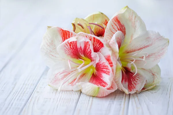 Krásný amaryllis lilie květ — Stock fotografie