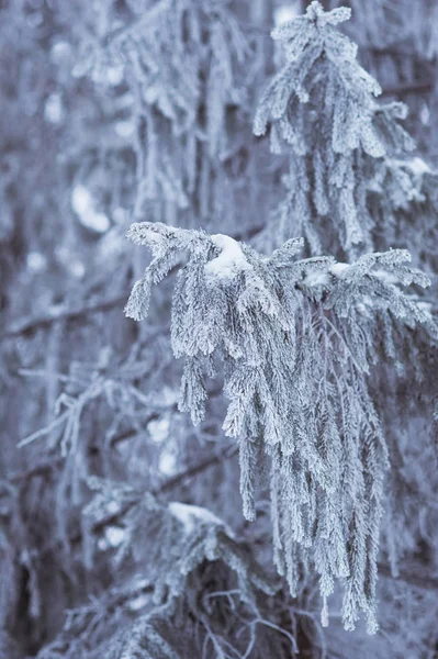 Details zur Natur im Winter — Stockfoto