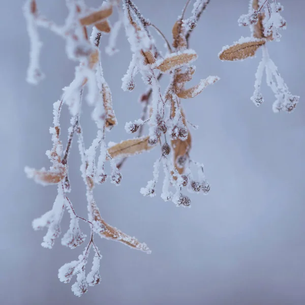 Winter natuur details — Stockfoto