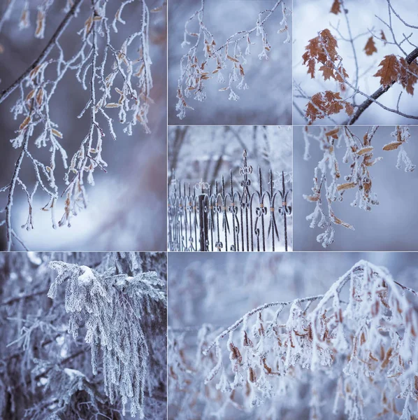 Naturaleza de invierno detalles collage — Foto de Stock