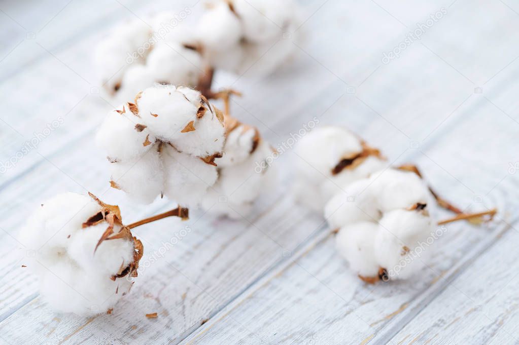 Delicate white cotton flowers