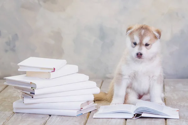 High bred adorable Siberian Husky puppy — Stock Photo, Image