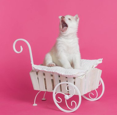 Yüksek çok güzel Sibirya Husky yavrusu yetiştirilmiş