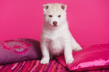 Yüksek çok güzel Sibirya Husky yavrusu yetiştirilmiş