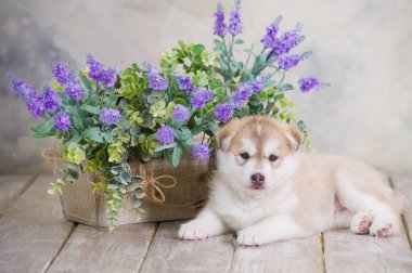 Yüksek çok güzel Sibirya Husky yavrusu yetiştirilmiş