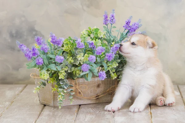 Filhote de cachorro Husky siberiano adorável de raça alta — Fotografia de Stock