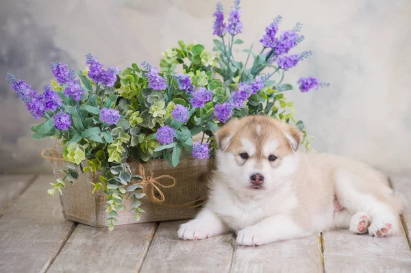높은 사육 귀여운 시베리안 허스키 강아지 — 스톡 사진