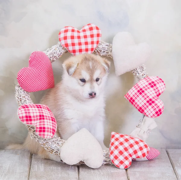 Magas tenyésztett szibériai Husky kiskutya imádnivaló — Stock Fotó