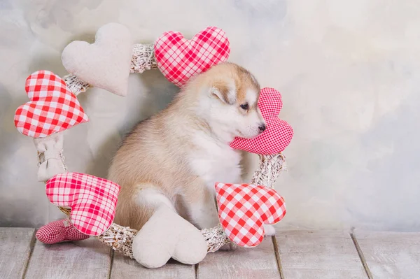 Alto allevato adorabile cucciolo Siberiano Husky — Foto Stock