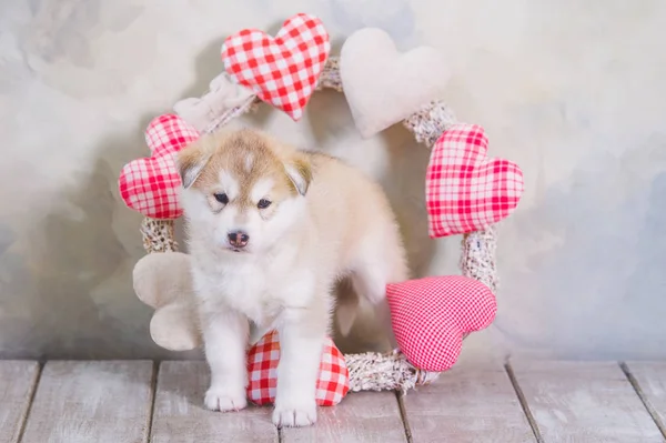 Alto allevato adorabile cucciolo Siberiano Husky — Foto Stock