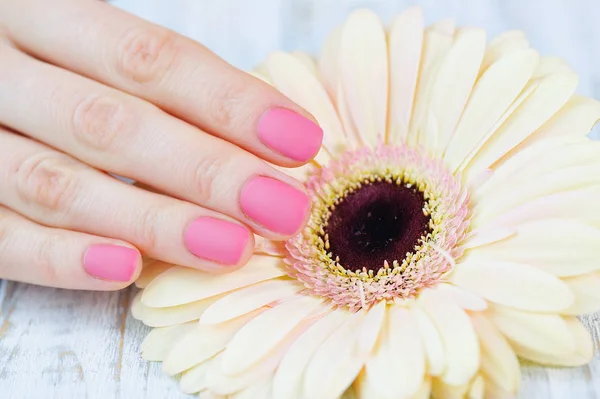 Rózsaszín manikűr és finom százszorszép virág — Stock Fotó