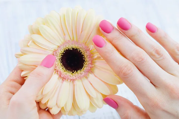 Manicure rosa e delicada flor de margarida — Fotografia de Stock