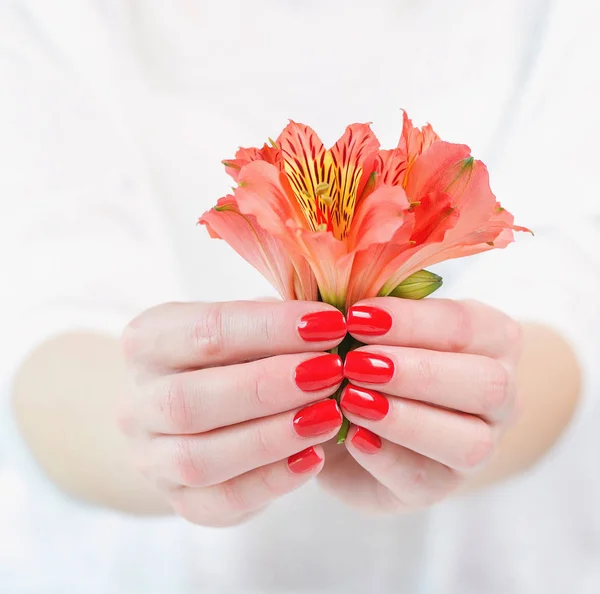 Frauenhände mit schöner roter Maniküre auf den Fingernägeln — Stockfoto