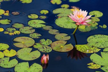Water lily flower