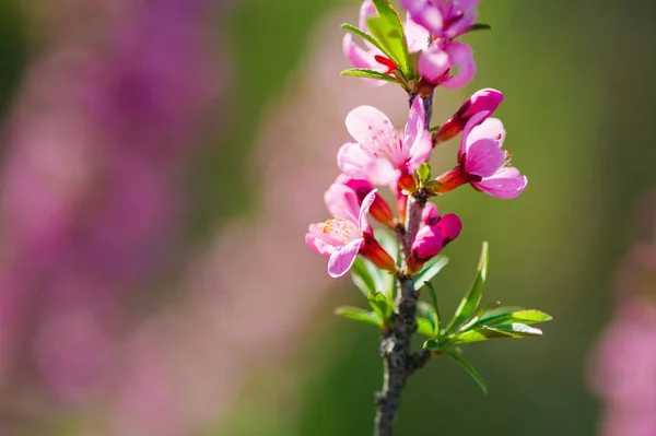 粉红色的野生杏仁树开花 — 图库照片
