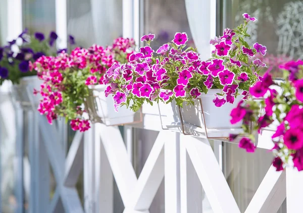 Hanging pots with blooming petunia flowers — Stock Photo, Image